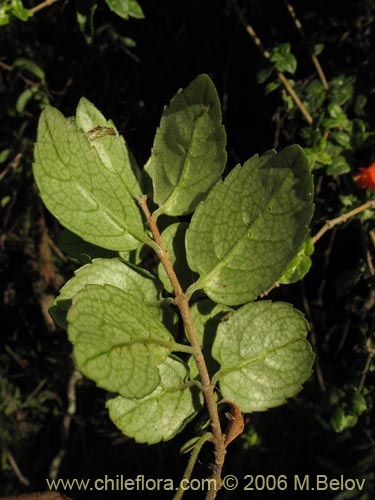 Bild von Mitraria coccinea (Botellita / Vochi-vochi). Klicken Sie, um den Ausschnitt zu vergrössern.